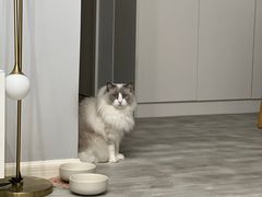 -创凡宠物医院·骨专科  猫科中心(西乡分院)