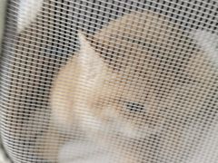 -创凡宠物医院·骨专科  猫科中心(西乡分院)