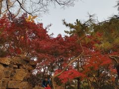 -秋霞圃