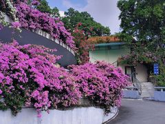 -深圳仙湖植物园