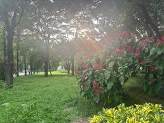 -海珠湖公园
