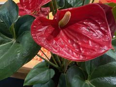 -袁记串串香(川师店)