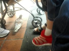 吃饭时的小鸽子-牛车水美食街
