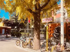 -三里屯东五街银杏大道