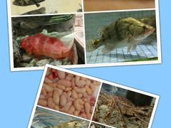 -水乡人家酒楼(坦洲店)