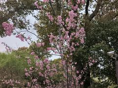-南汇桃花村