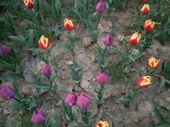 -瑶湖郊野森林公园