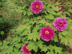 -国家植物园南园