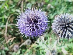 -白草畔自然风景区