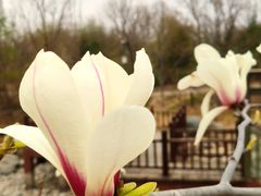 -莲花池公园