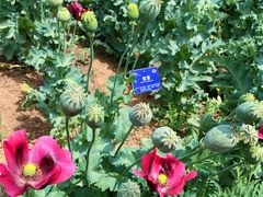 -国家植物园南园