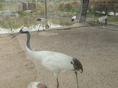 -盐城丹顶鹤湿地生态旅游区