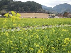 -福建土楼（华安）旅游区•大地土楼群