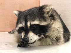 -浣熊柯尔鸭土拨鼠·电玩咖
