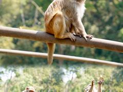 -西双版纳原始森林公园