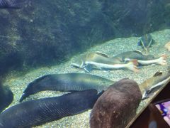 -太平洋海底世界