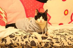 -飛凡TATTOO纹身•原创