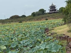 -上海海湾国家森林公园