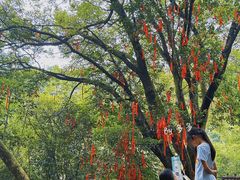 -广州白江湖森林公园