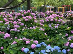 -上海共青森林公园