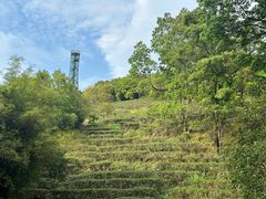 -东莞市大岭山森林公园