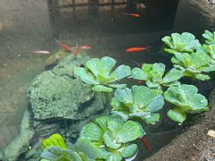 -31号公馆(黄兴广场白果园店)