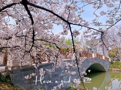 -顾村公园