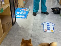 -pd派德宠物中心医院24H急重症·眼科中心·血液透析中心(嵩山北路店)