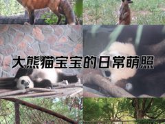 -红山森林动物园