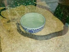 -上海大自然野生昆虫馆(东方明珠·爬宠昆虫探索中心)