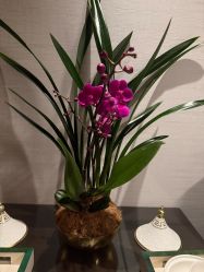 -文华东方水疗中心