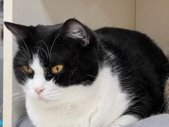 -有喵·猫咖·狗咖·40+猫狗有小奶狗(岗厦店)