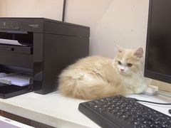 -瑞派中心宠物医院·CT·核磁·神经专科