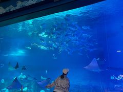 -烟台海昌鲸鲨海洋公园