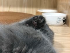 -屋虎猫馆(宝安大仟里店)