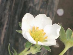 -喜杨洋草莓采摘园