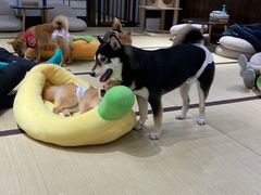 -逗柴咖啡屋·狗咖猫咖宠物桌游