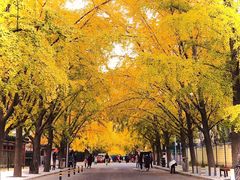 -三里屯东五街银杏大道