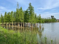 -白鹭湾湿地公园