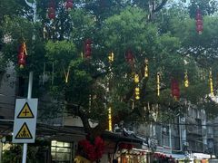 -溪岸路花鸟市场