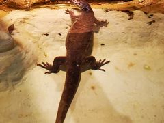 -费瑟代尔野生动物园