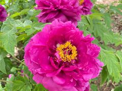 -洛阳郁金香牡丹园