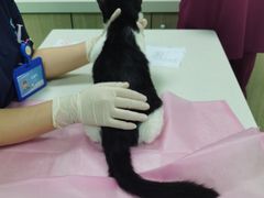 -北京观赏动物医院·24小时大型综合·猫专科·异宠专科