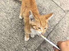 -西园寺素食(西园弄戒幢律寺店)