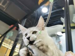 -70cat德文卷毛猫·缅因猫纯种猫舍