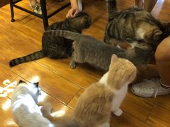 -喵园·猫主题咖啡厅·撸猫·猫咖(国贸店)