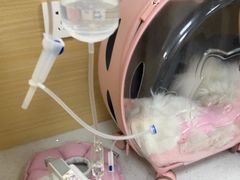 -美联众合爱康动物医院•复杂内科•肿瘤科•牙科•腔镜诊疗中心