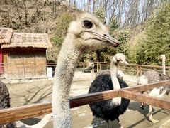 -栾川竹海野生动物园