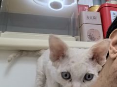 -美联众合爱康动物医院•复杂内科•肿瘤科•牙科•腔镜诊疗中心