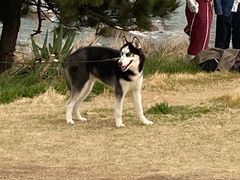 -劈柴院锅贴(沈阳路店)